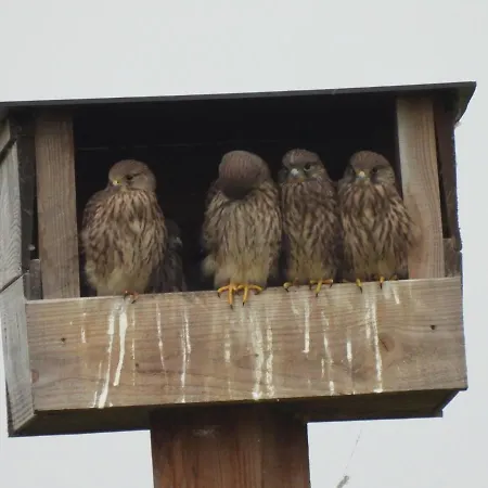 De Weitens Chalet Valkenswaard