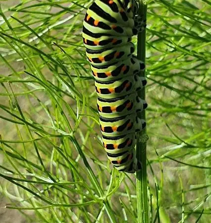 Chalet De Weitens Valkenswaard