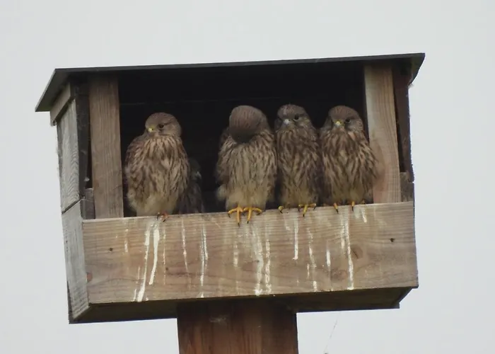 De Weitens Dağ evi Valkenswaard