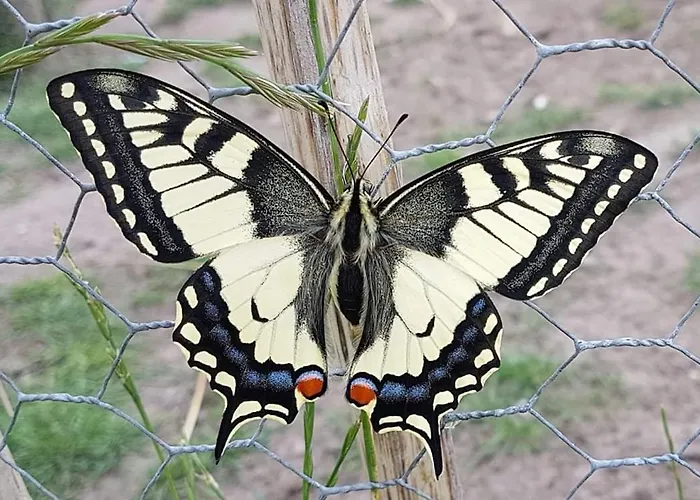 De Weitens * Valkenswaard